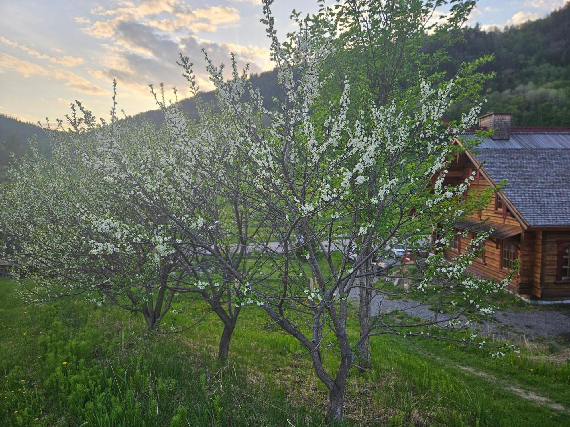 Bed and Breakfast Le Repaire Viking Sainte-Rose-du-Nord Exteriér fotografie